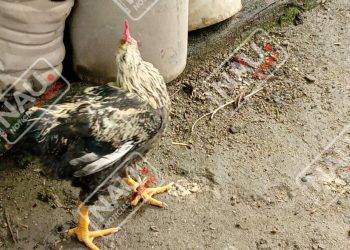 En el Barrio Olímpico de Mapastepec roban aves de corral