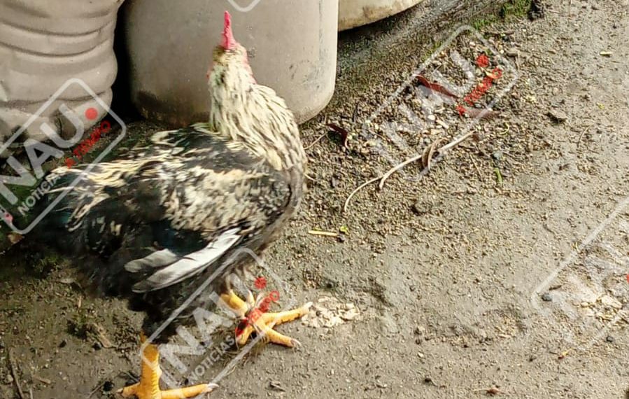 En el Barrio Olímpico de Mapastepec roban aves de corral
