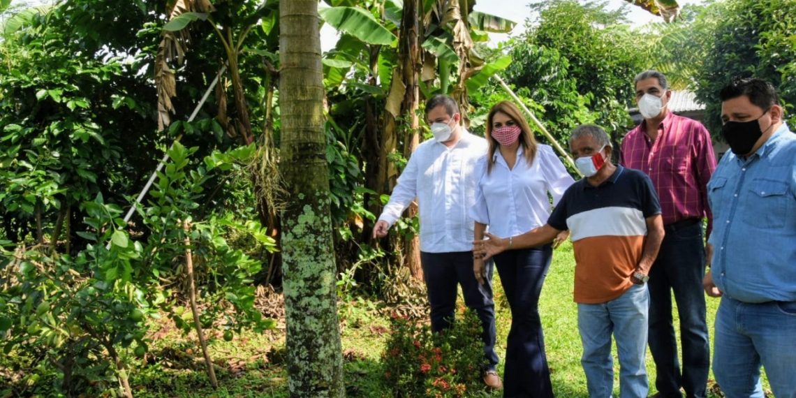 IMPULSAN CERTIFICACIÓN ORGÁNICA PARA PRODUCTORES DE TAPACHULA