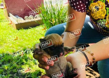 Auxilian a perrita en labor de parto a un costado de la Presidencia Municipal.