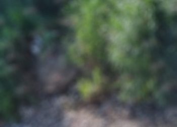 Asesinan a dos personas a balazos en Escuintla