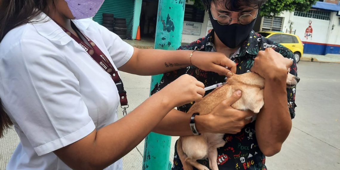 Continúa Jornada Antirrábica Felina Y Canina En Tapachula