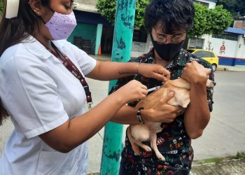 Continúa Jornada Antirrábica Felina Y Canina En Tapachula