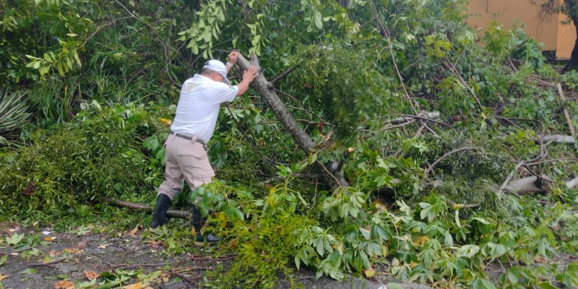 ATIENDE PC DE TAPACHULA EMERGENCIAS POR CAÍDA DE ÁRBOLES Y FUGA DE GAS