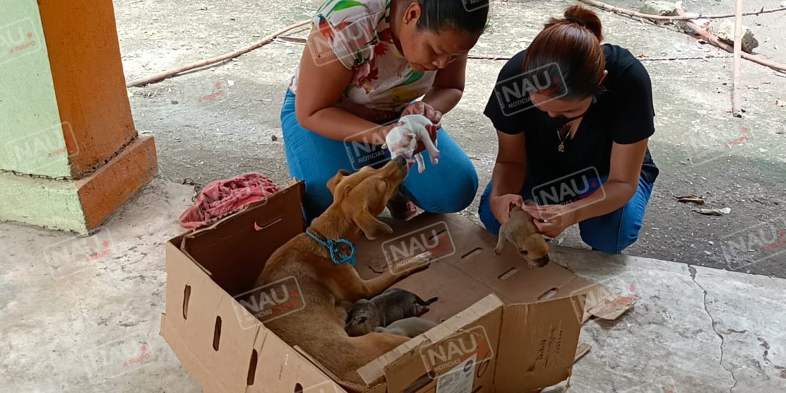 Ángeles con patitas participará en el bazar y exposición para recaudar apoyos
