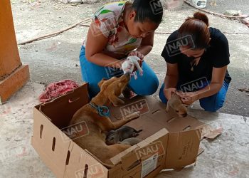 Ángeles con patitas participará en el bazar y exposición para recaudar apoyos