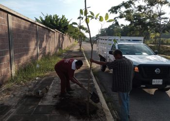 AYUNTAMIENTO REALIZA ACCIONES DE REFORESTACIÓN EN ZONA URBANA DE TAPACHULA
