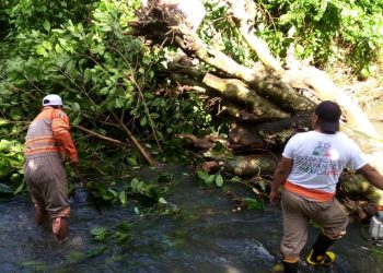 ATIENDE PC MUNICIPAL REPORTES DE ÁBOLES CAÍDOS EN TAPACHULA
