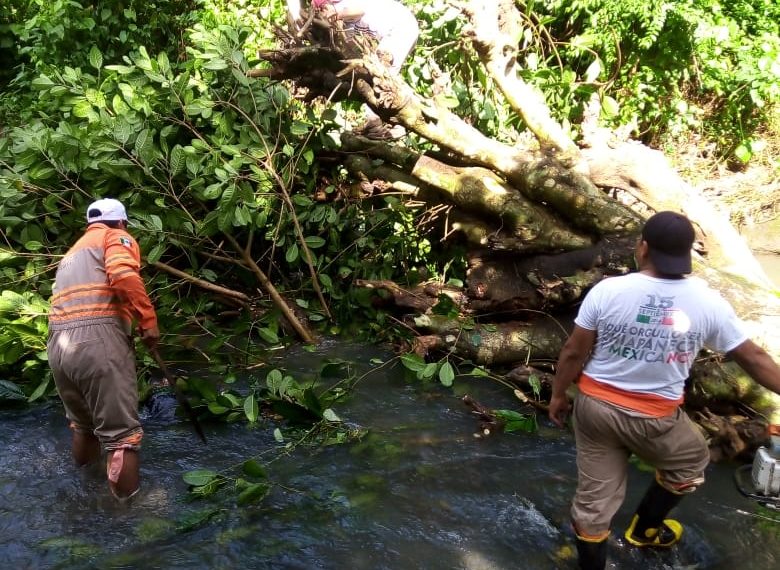 ATIENDE PC MUNICIPAL REPORTES DE ÁBOLES CAÍDOS EN TAPACHULA