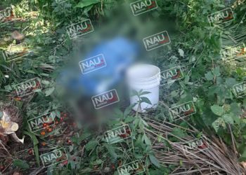 Una fruta de piñón le cayó en la cabeza y falleció.