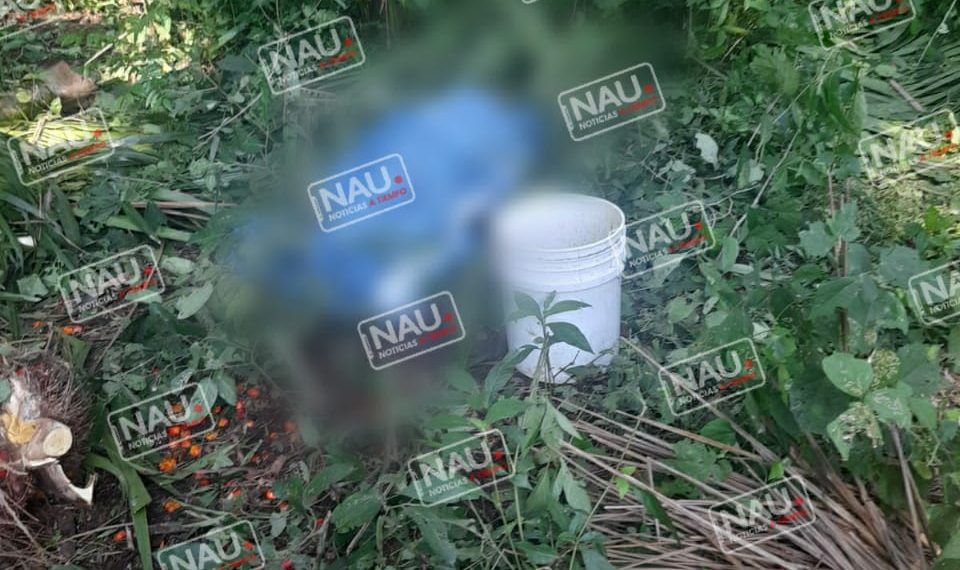 Una fruta de piñón le cayó en la cabeza y falleció.