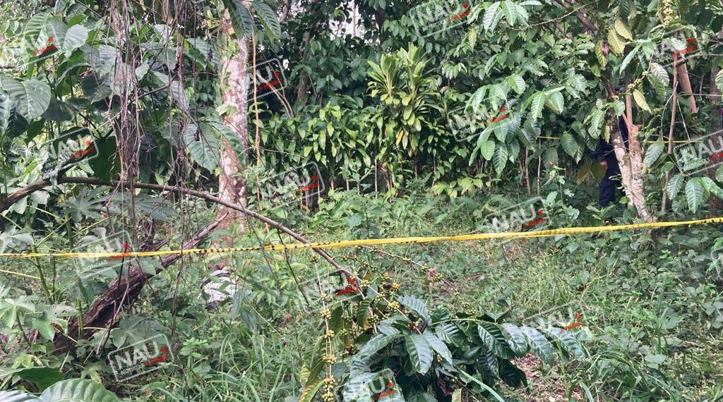 Campesino falleció al caer de un árbol de naranja.