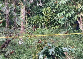 Campesino falleció al caer de un árbol de naranja.
