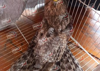 Ave cae en un vivienda.