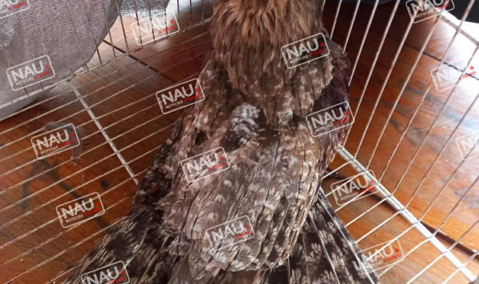 Ave cae en un vivienda.