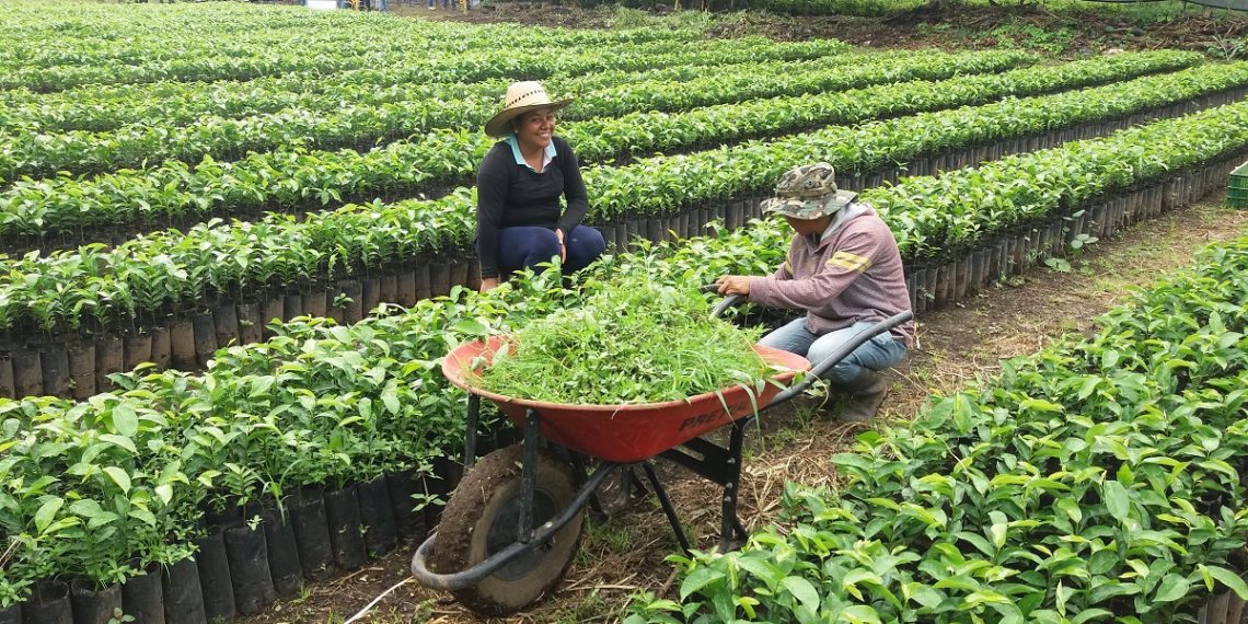 Se Cumplen Totalmente Los Objetivos De Este 2021 Del Programa Sembrando Vida