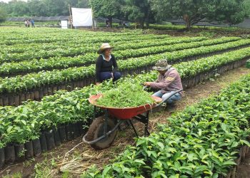 Se Cumplen Totalmente Los Objetivos De Este 2021 Del Programa Sembrando Vida