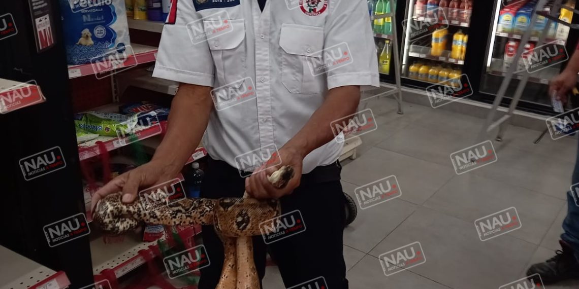 Serpiente se metió a una tienda Oxxo