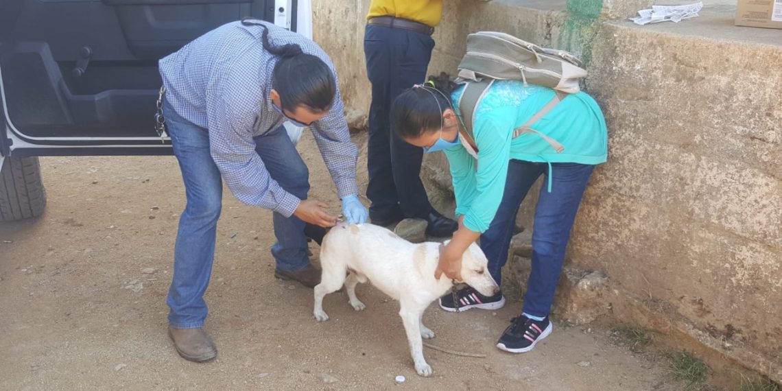CULMINA LA PRIMERA JORNADA DE VACUNACIÓN ANTIRRÁBICA EN LA ZONA ALTA DE TAPACHULA