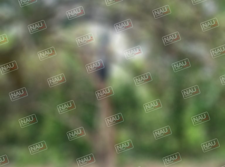 Se ahorcó en un rancho en la zona baja