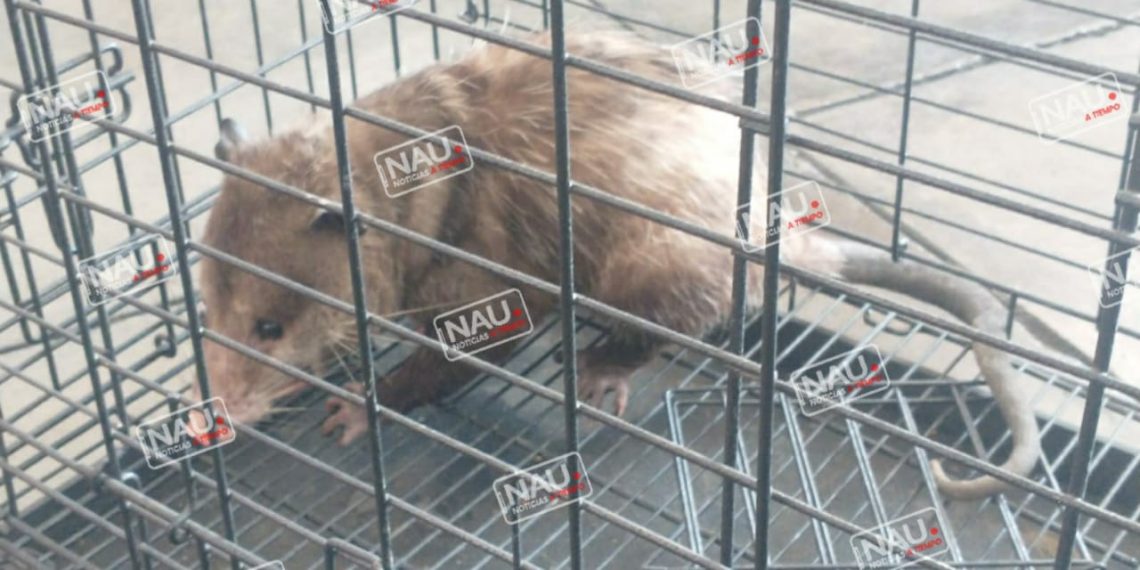 Tlacuache agresivo es capturado por bomberos.