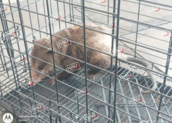 Tlacuache agresivo es capturado por bomberos.