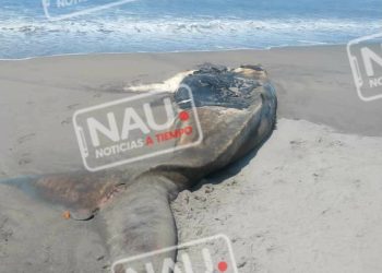 Localizan ballena en estado de descomposición.