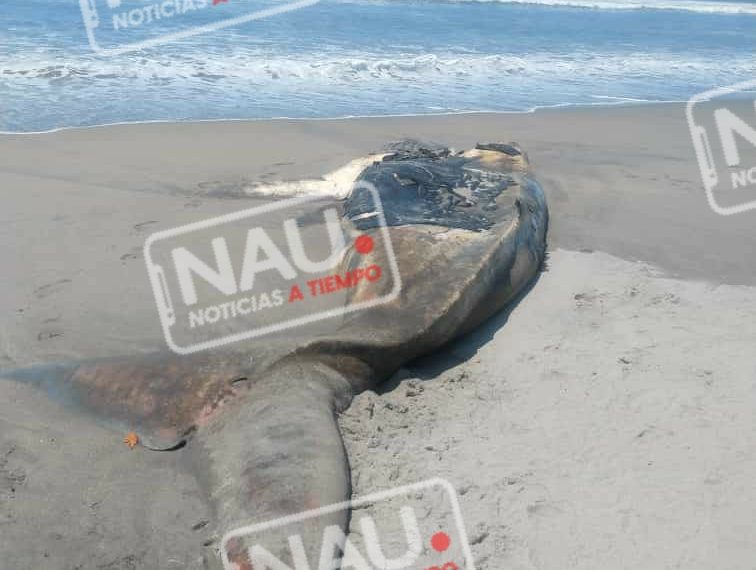 Localizan ballena en estado de descomposición.
