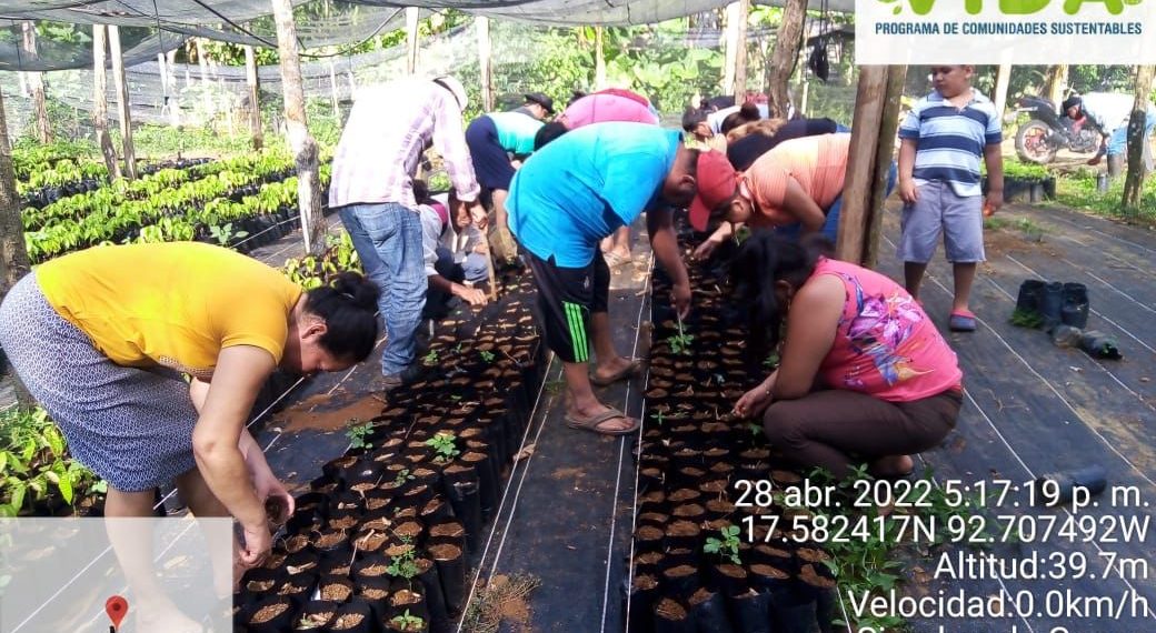 Enseñan A Niños A Sembrar E Intercambian Juguetes Por Pet