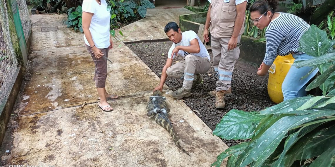 PROTECCIÓN CIVIL CAPTURA LAGARTO EN ESTACIONAMIENTO DE TIENDA DE AUTOSERVICIO EN TAPACHULA