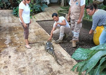 PROTECCIÓN CIVIL CAPTURA LAGARTO EN ESTACIONAMIENTO DE TIENDA DE AUTOSERVICIO EN TAPACHULA