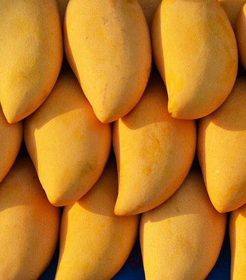 Registran Exportaciones Récord De Mango Ataulfo A Norteamérica Y Europa