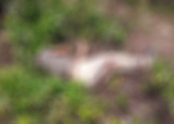 Asesinan a sujeto que había salido del CERSS 3 acusado de robo