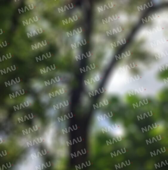 Se subió a un árbol para quitarse la vida