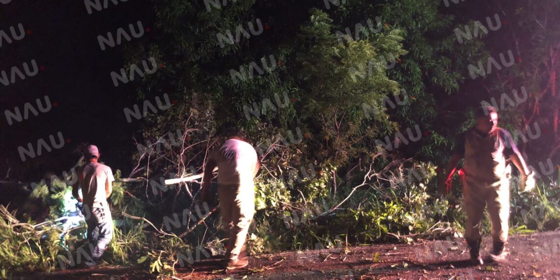 Atiende PC árbol caído y enjambre de abejas en la zona baja de Tapachula