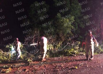 Atiende PC árbol caído y enjambre de abejas en la zona baja de Tapachula