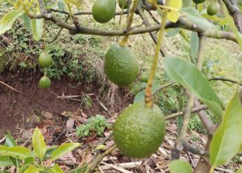 Inicia Comercialización De Aguacate Orgánico En La Sierra De Chiapas