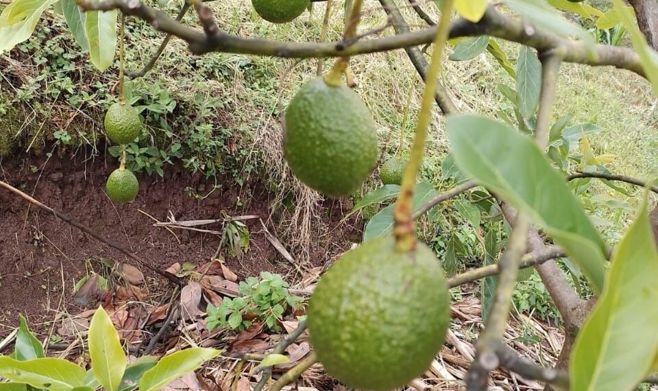Inicia Comercialización De Aguacate Orgánico En La Sierra De Chiapas