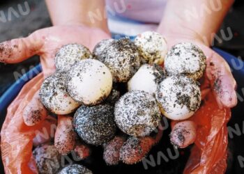 Imparable daño ambiental en la costa de Chiapas