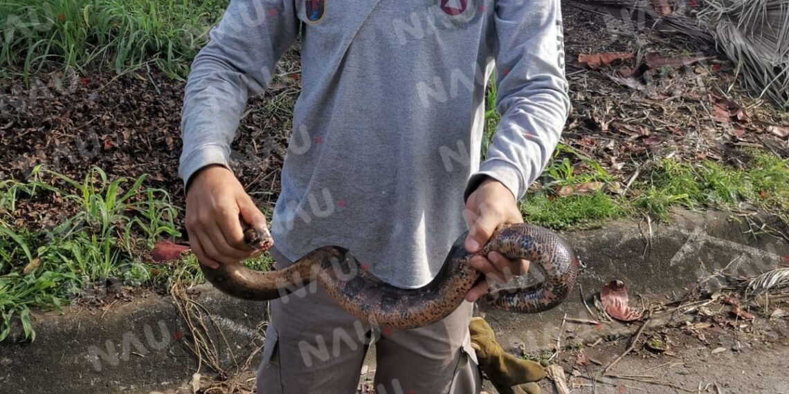 Atiende PC tres servicios de auxilio