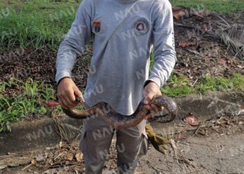 Atiende PC tres servicios de auxilio