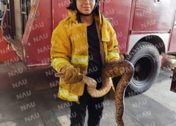 Regresan a su hábitat 5 serpientes no venenosas