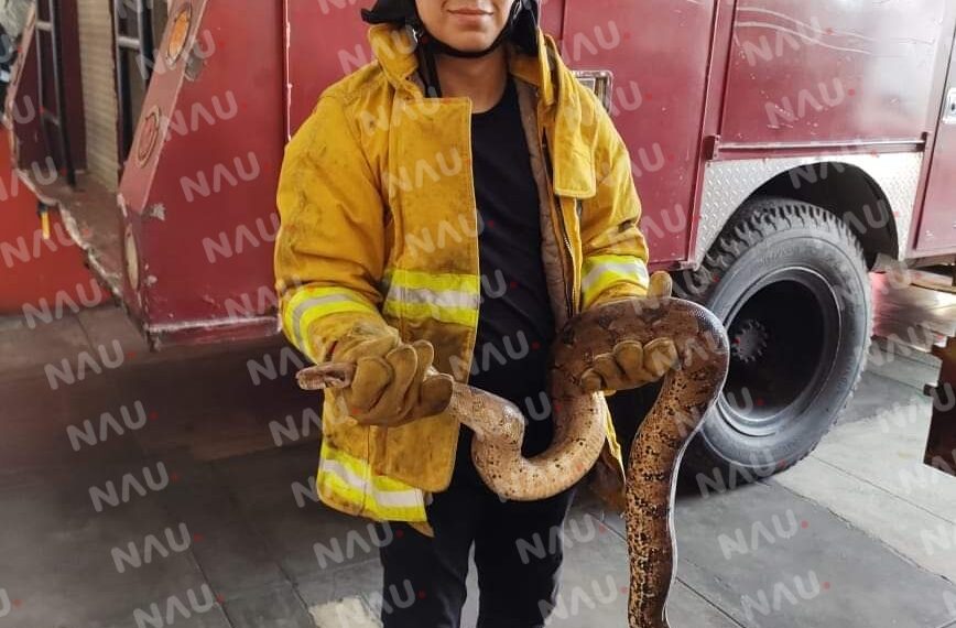 Regresan a su hábitat 5 serpientes no venenosas