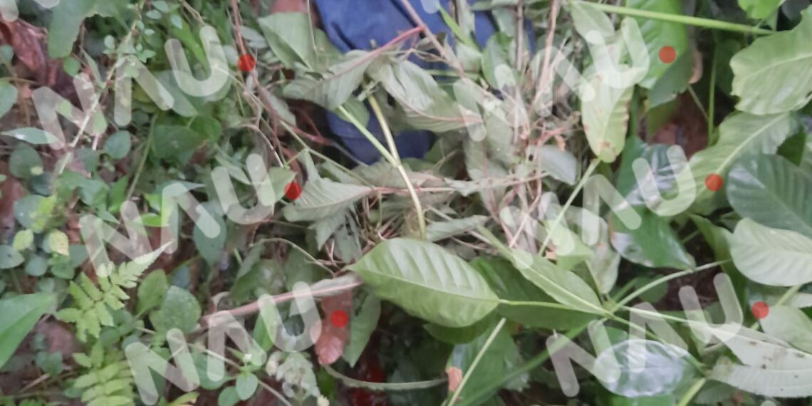 Asesinan a un centroamericano en la zona alta