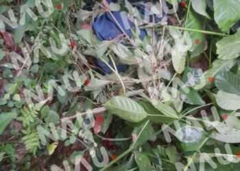 Asesinan a un centroamericano en la zona alta