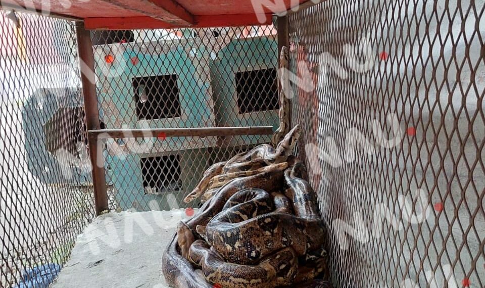 Capturan 10 reptiles en diferentes puntos de la ciudad de Tapachula