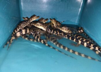 INVESTIGA FGR DELITO CONTRA LA BIODIVERSIDAD TRAS ASEGURAMIENTO DE 12 COCODRILOS