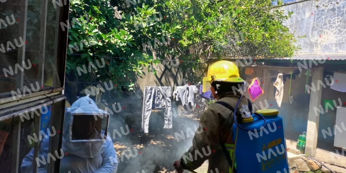 Abejas africanizadas atacan a un grupo de evangélicos en el interior de una iglesia en Cacahoatán