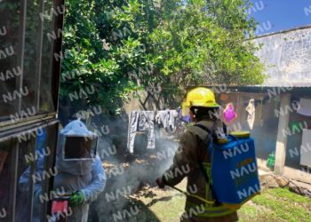 Abejas africanizadas atacan a un grupo de evangélicos en el interior de una iglesia en Cacahoatán