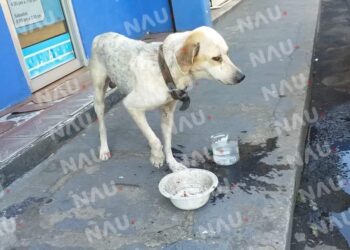 Más de 3 mil perros abandonados en Tapachula